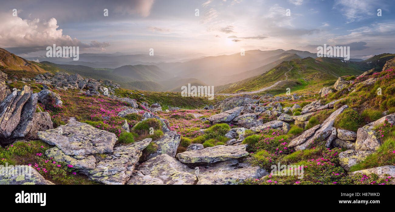 Un paysage extraordinaire avec des fleurs en montagne et ciel majestueux Banque D'Images