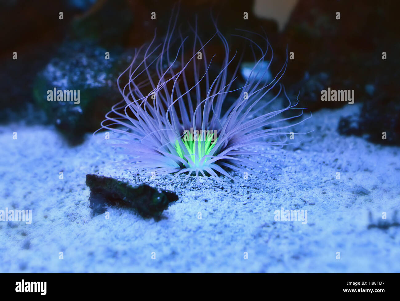 Tseriantus tubulaires dans l'anémone Oceanarium aquarium. Banque D'Images