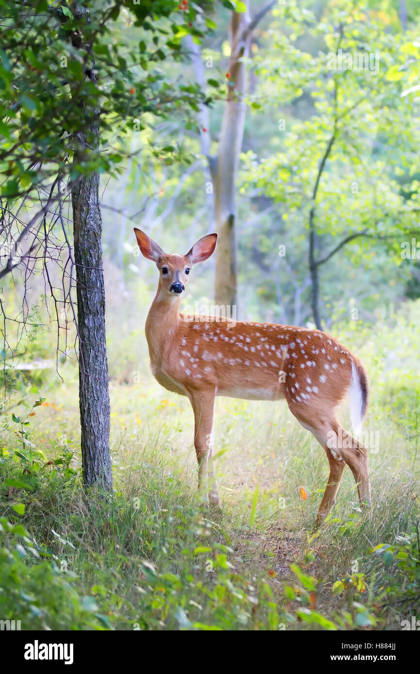 https://c8.alamy.com/compfr/h884jj/le-cerf-de-virginie-faon-dans-la-foret-au-canada-h884jj.jpg