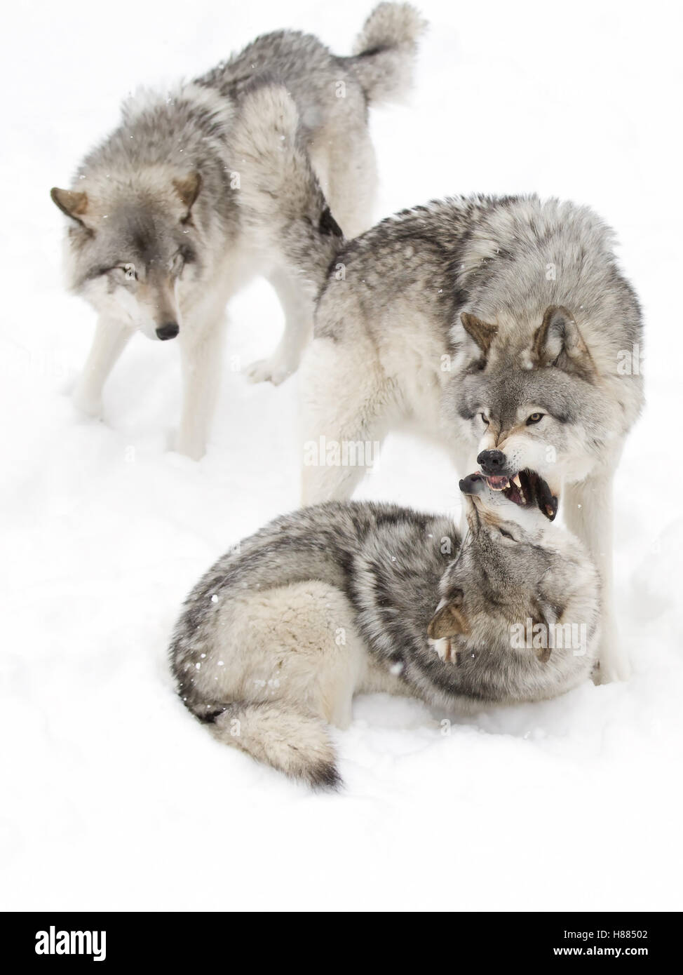 Le loup ou loup gris jouant dans la neige de l'hiver au Canada Banque D'Images