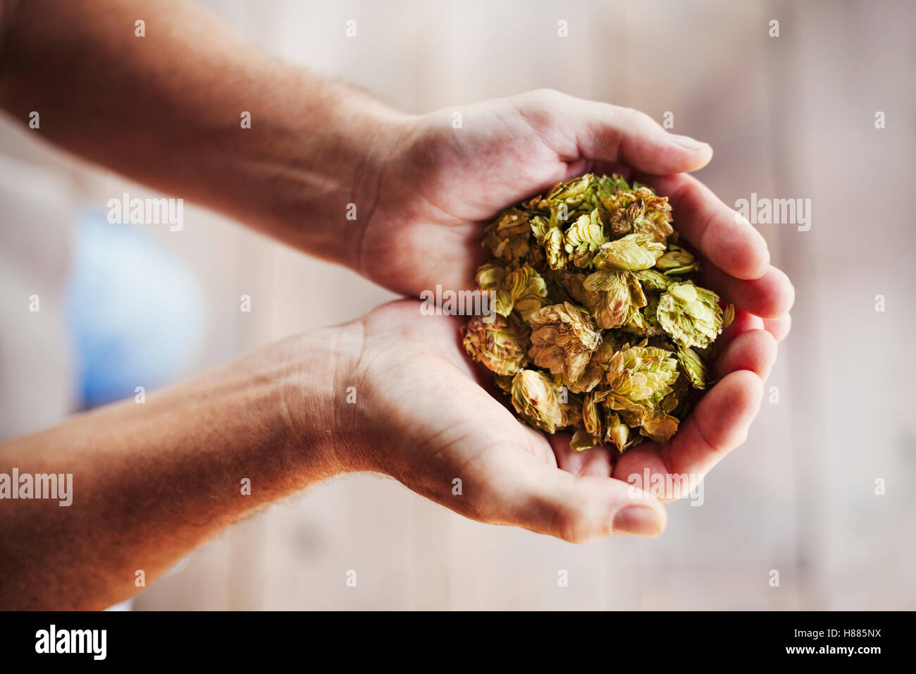 Close up de la main de l'homme tenant une poignée d'houblon séchés. Banque D'Images