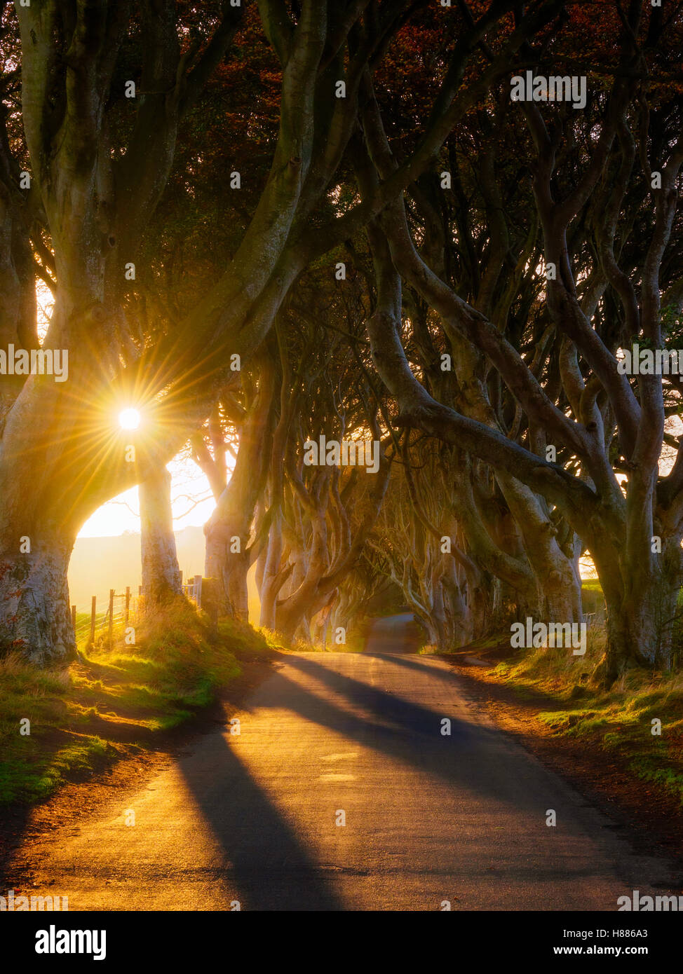 The Dark Hedges - tunnel d'arbres en Irlande du Nord Banque D'Images The Dark Hedges - tunnel d'arbres en Irlande du Nord Banque D'Images