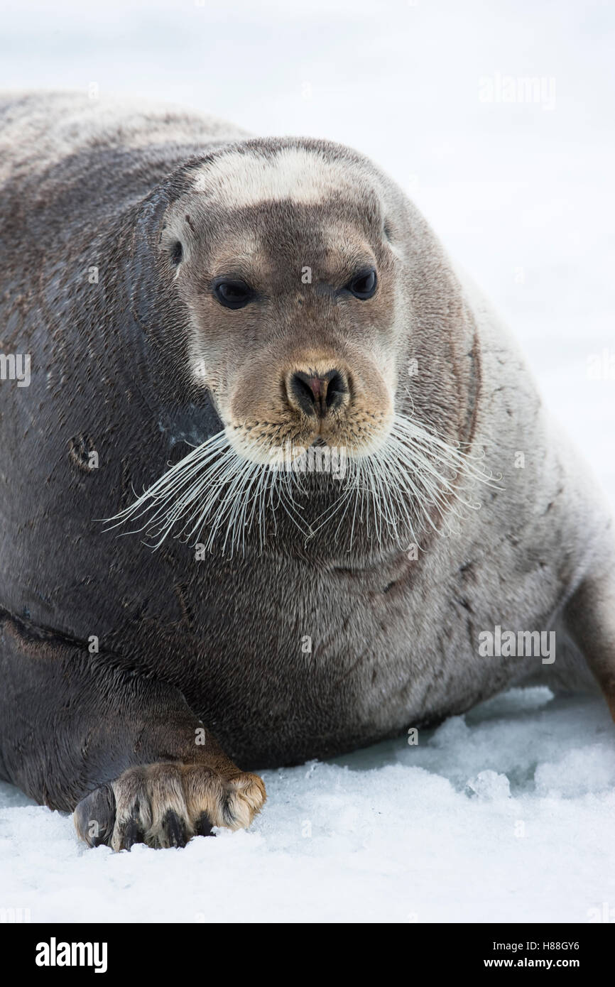 le-phoque-barbu-erignathus-barbatus-sur-la-banquise-svalbard