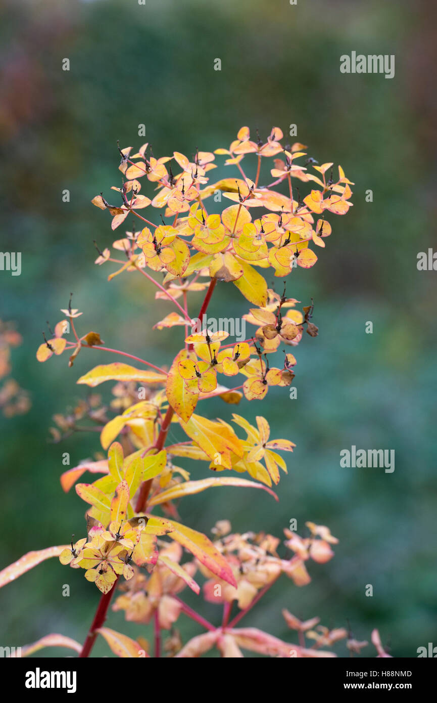 Euphorbia cornigera 'Goldener Turm' en automne Banque D'Images