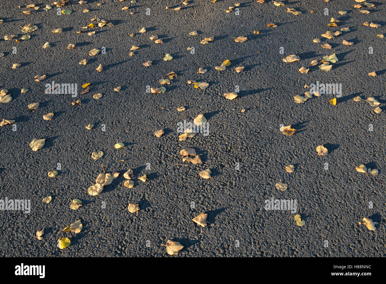 Feuilles mortes avec ombres sur le macadam Banque D'Images