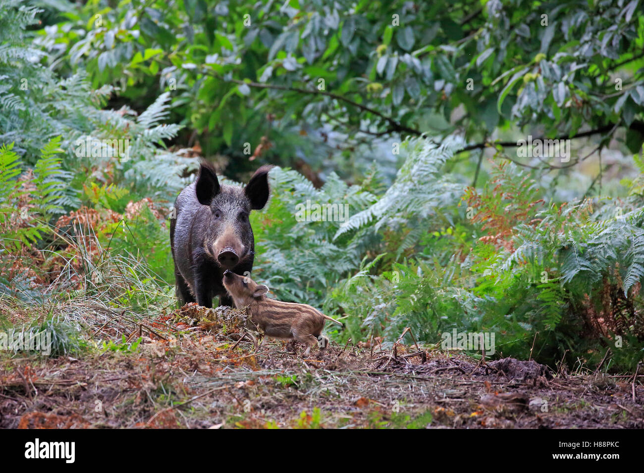 Sanglier femelle avec porcinet dans la forêt de Dean Banque D'Images