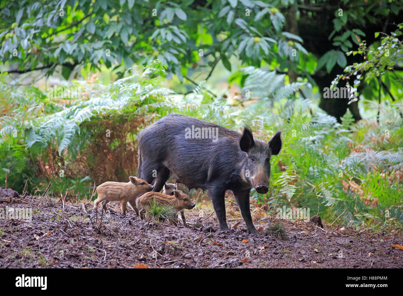 Sanglier femelle Banque de photographies et d’images à haute résolution