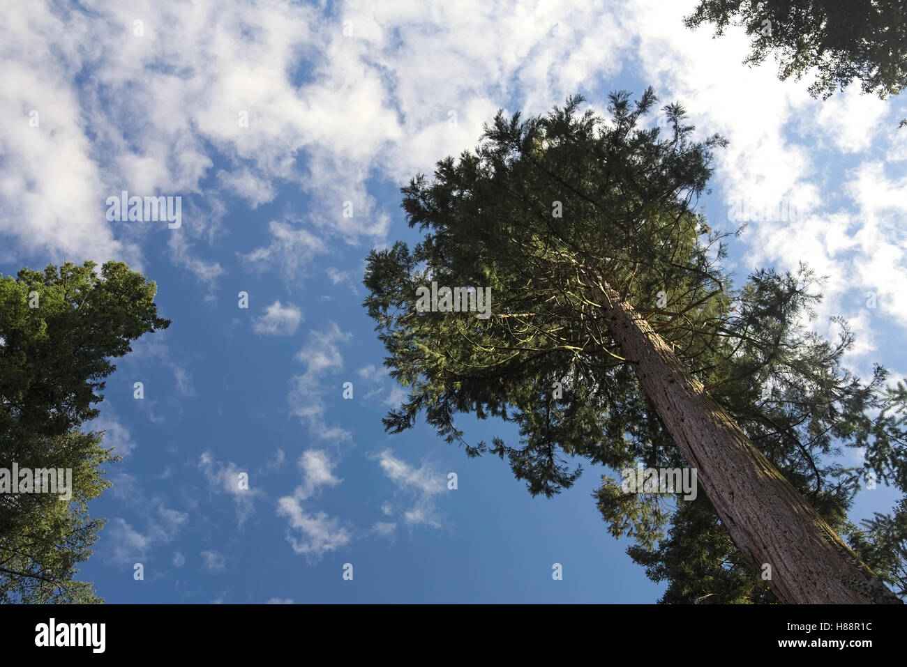 Le séquoia géant (Sequoiadendron giganteum) Vue du dessous. Banque D'Images