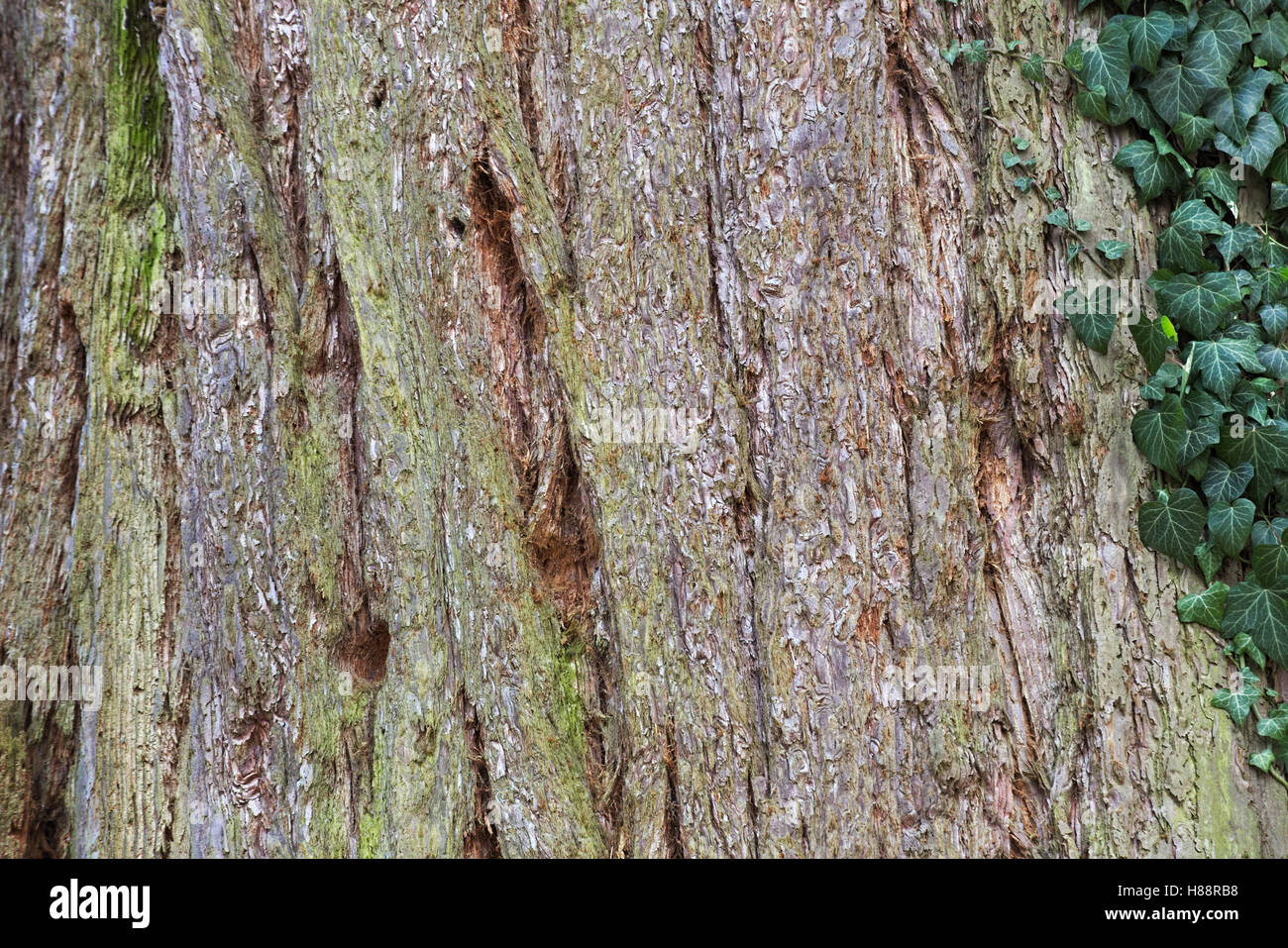 Le séquoia géant (Sequoiadendron giganteum) macro de l'écorce. Banque D'Images