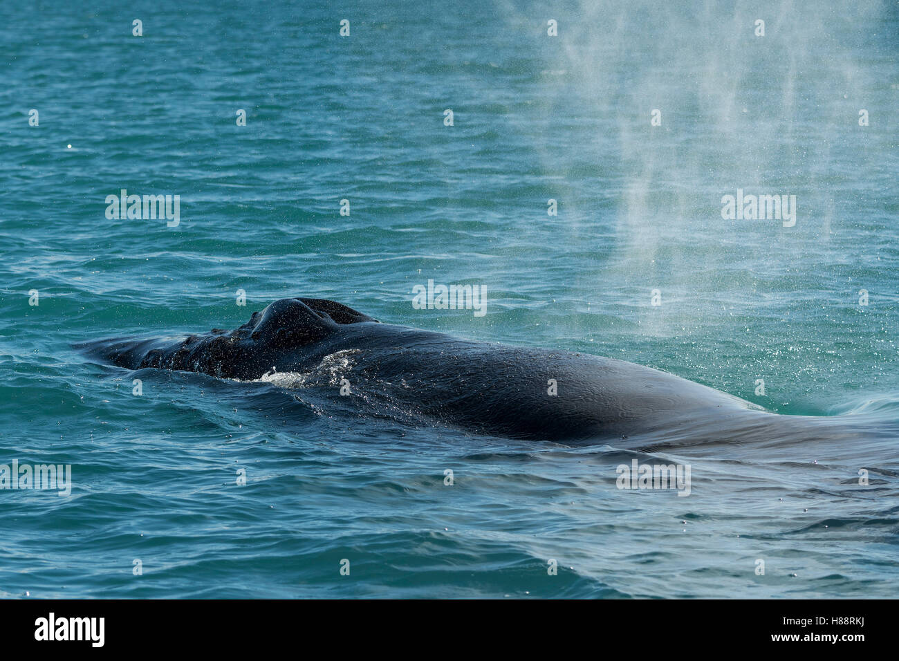 Baleine à bosse (Megaptera novaeangliae) soufflage, Eyjafjörður, Islande Banque D'Images