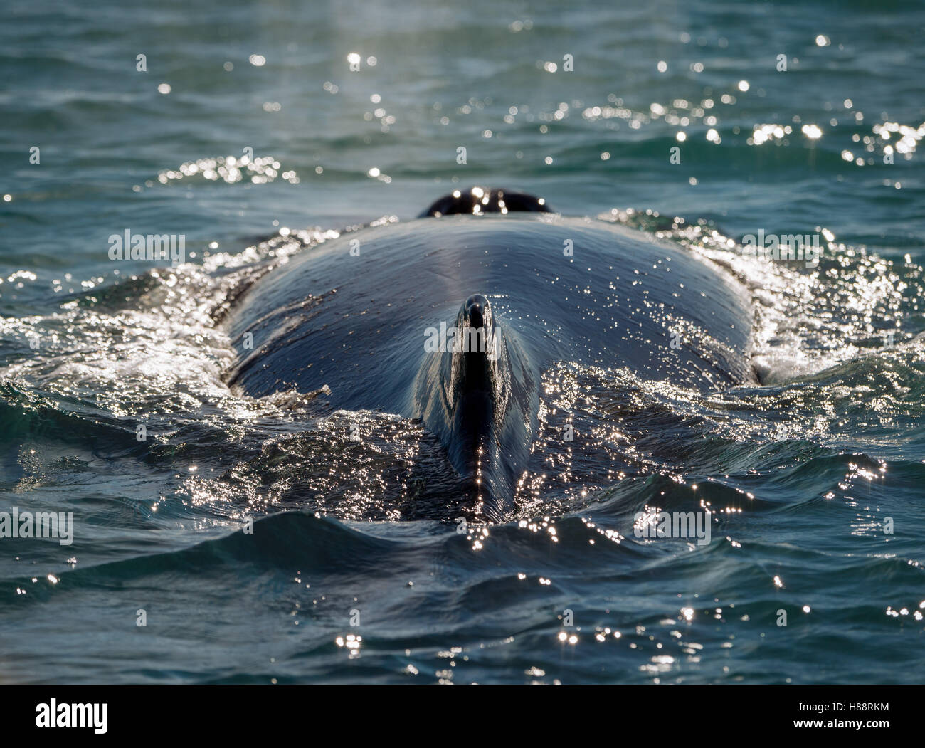 Baleine à bosse (Megaptera novaeangliae) natation, Eyjafjörður, Islande Banque D'Images