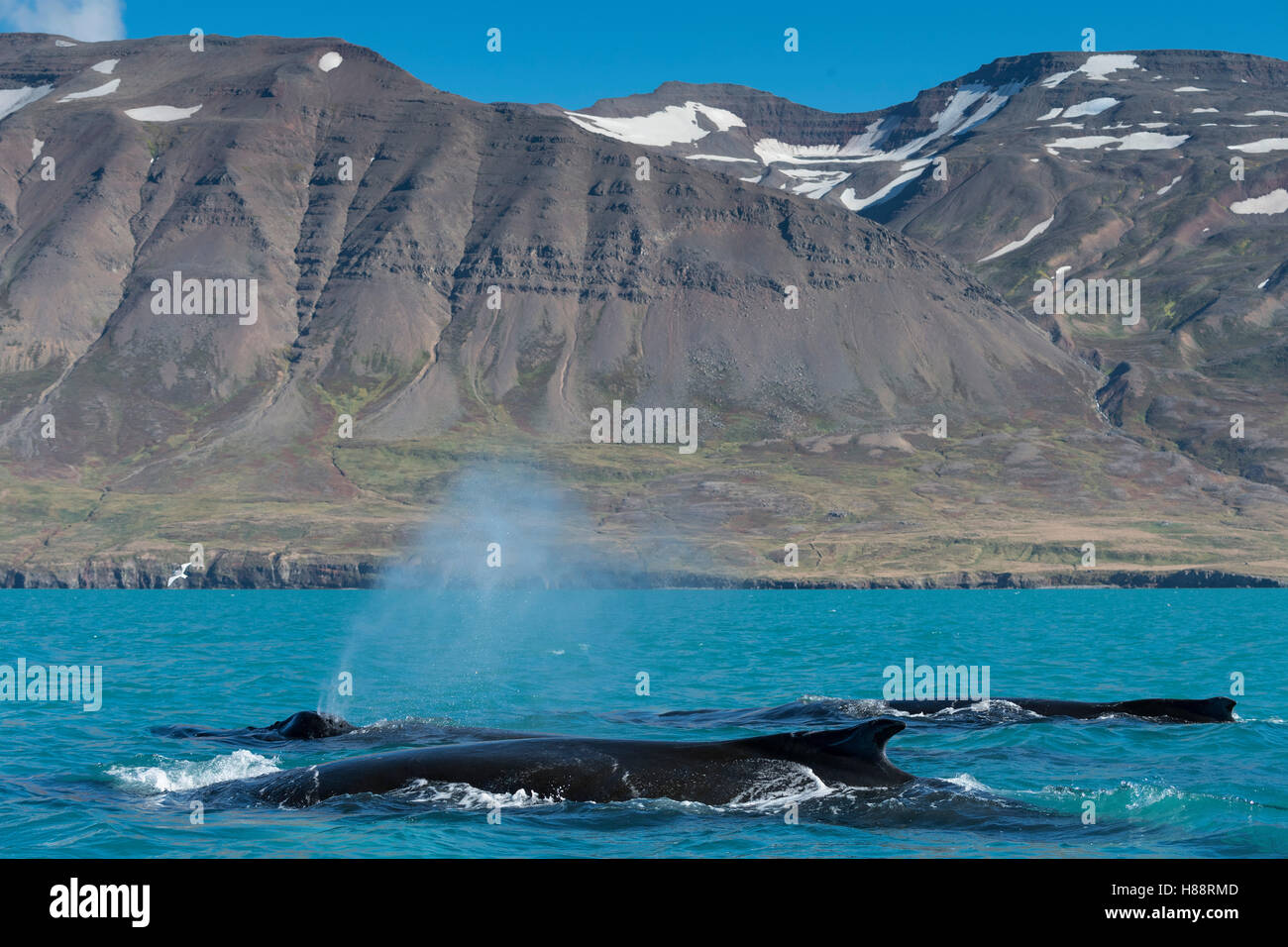 La natation et les baleines à bosse (Megaptera novaeangliae, soufflage, Eyjafjörður, Islande Banque D'Images
