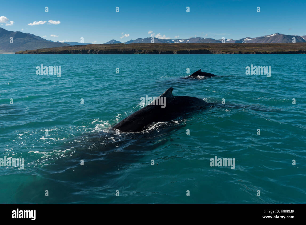 Les baleines à bosse (Megaptera novaeangliae) natation, Eyjafjörður, Islande Banque D'Images