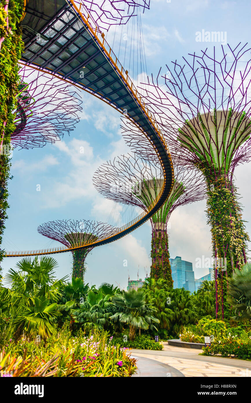 Supertree Grove avec skyway dans les jardins, près de la baie, un parc municipal futuriste conçu par Wilkinson Eyre Architects Banque D'Images