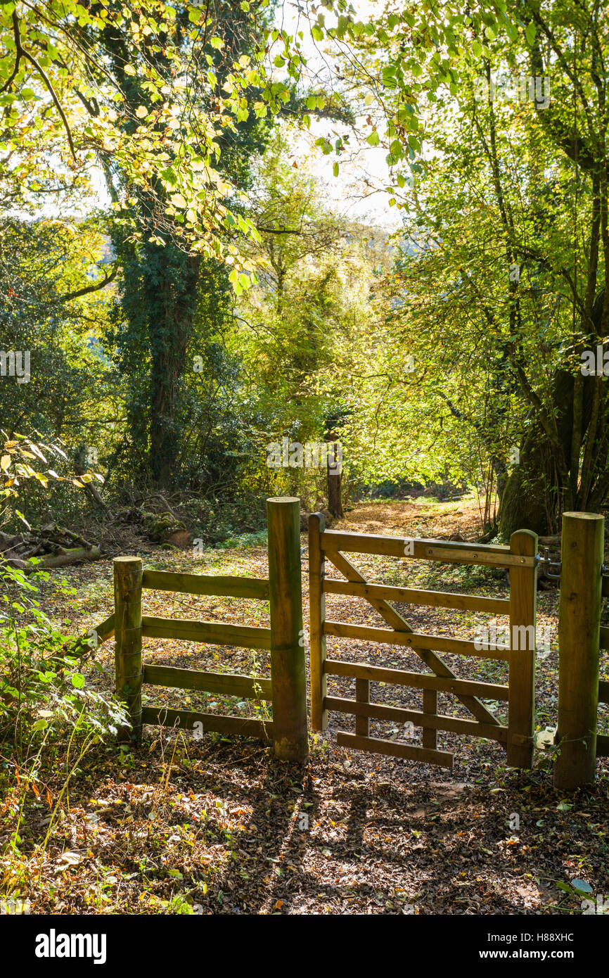 L'automne dans la vallée de la Wye - un sentier jusqu'à la rivière Wye à Lancaut, Gloucestershire UK Banque D'Images