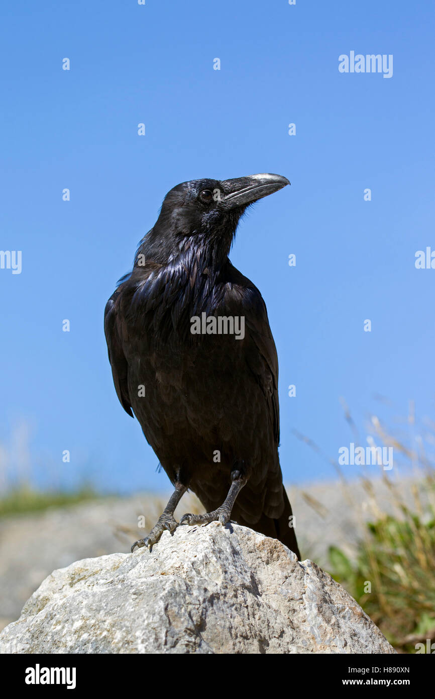 Grand corbeau / grand corbeau (Corvus corax) perché sur la roche Banque D'Images