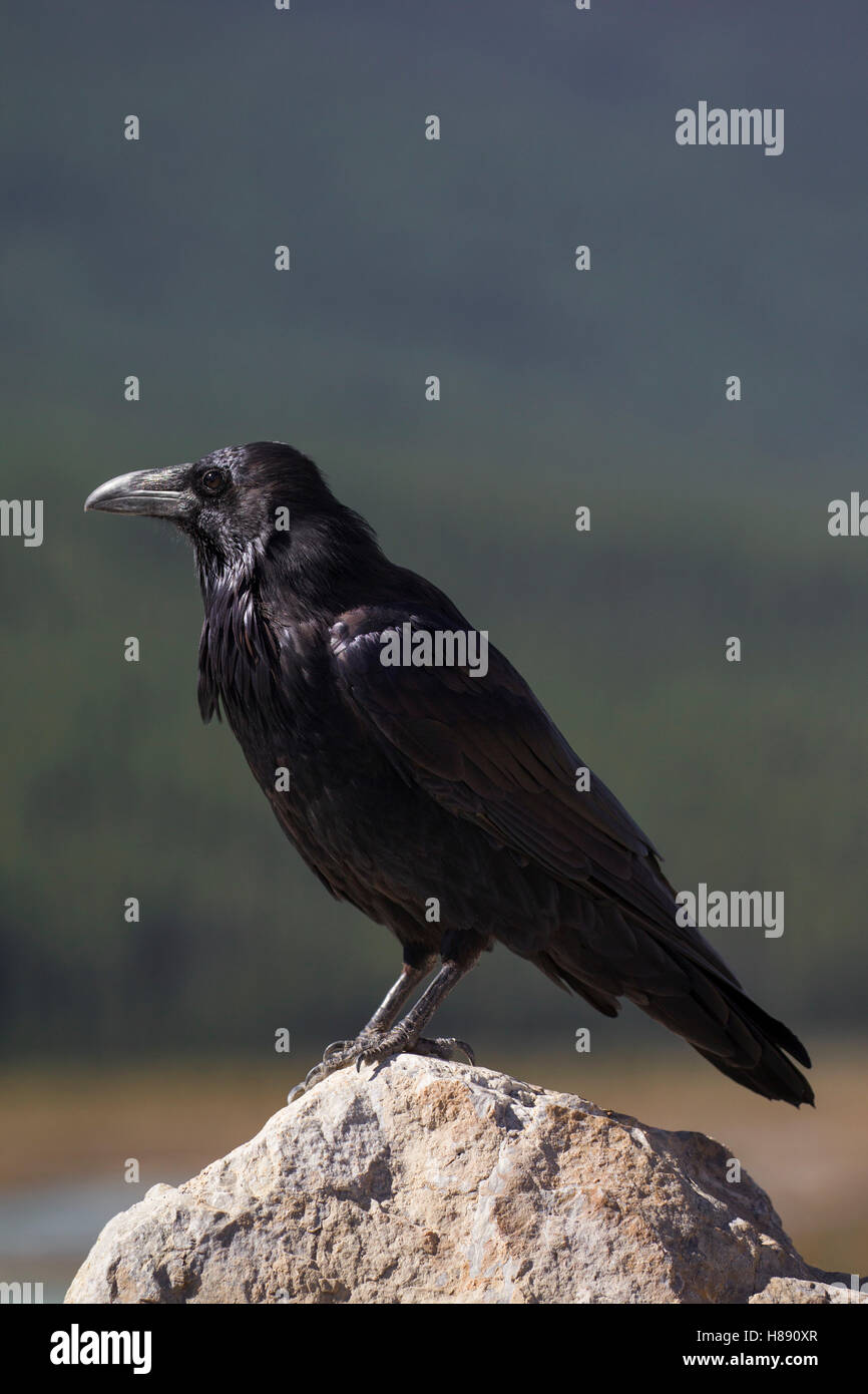 Grand corbeau / grand corbeau (Corvus corax) perché sur la roche Banque D'Images