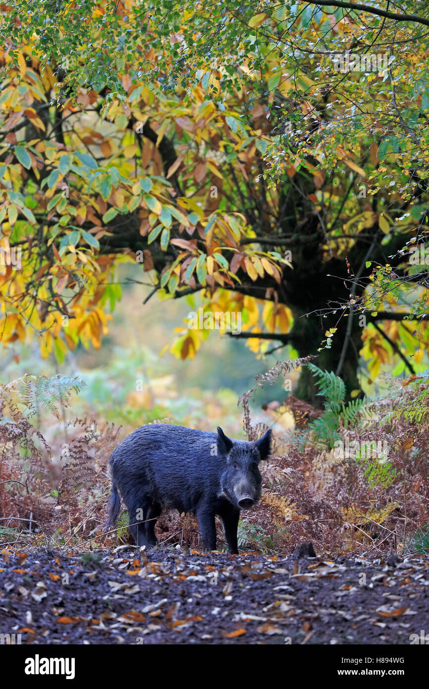 Le Sanglier dans la forêt de Dean à l'automne Banque D'Images