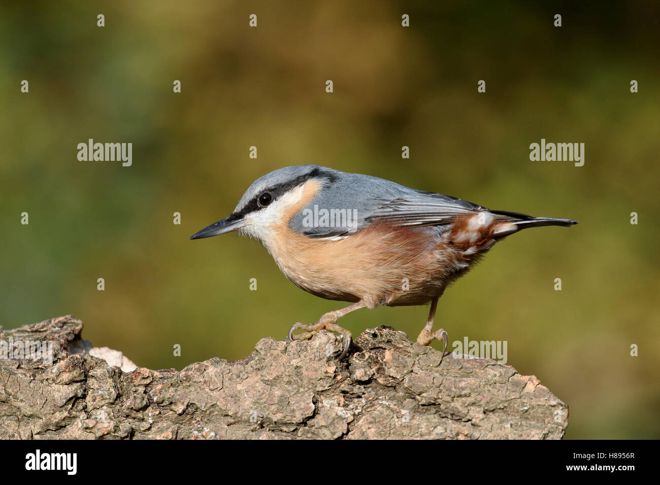 Sittelle, Sitta europaea , seul oiseau sur la branche, dans le Warwickshire, Novembre 2016 Banque D'Images