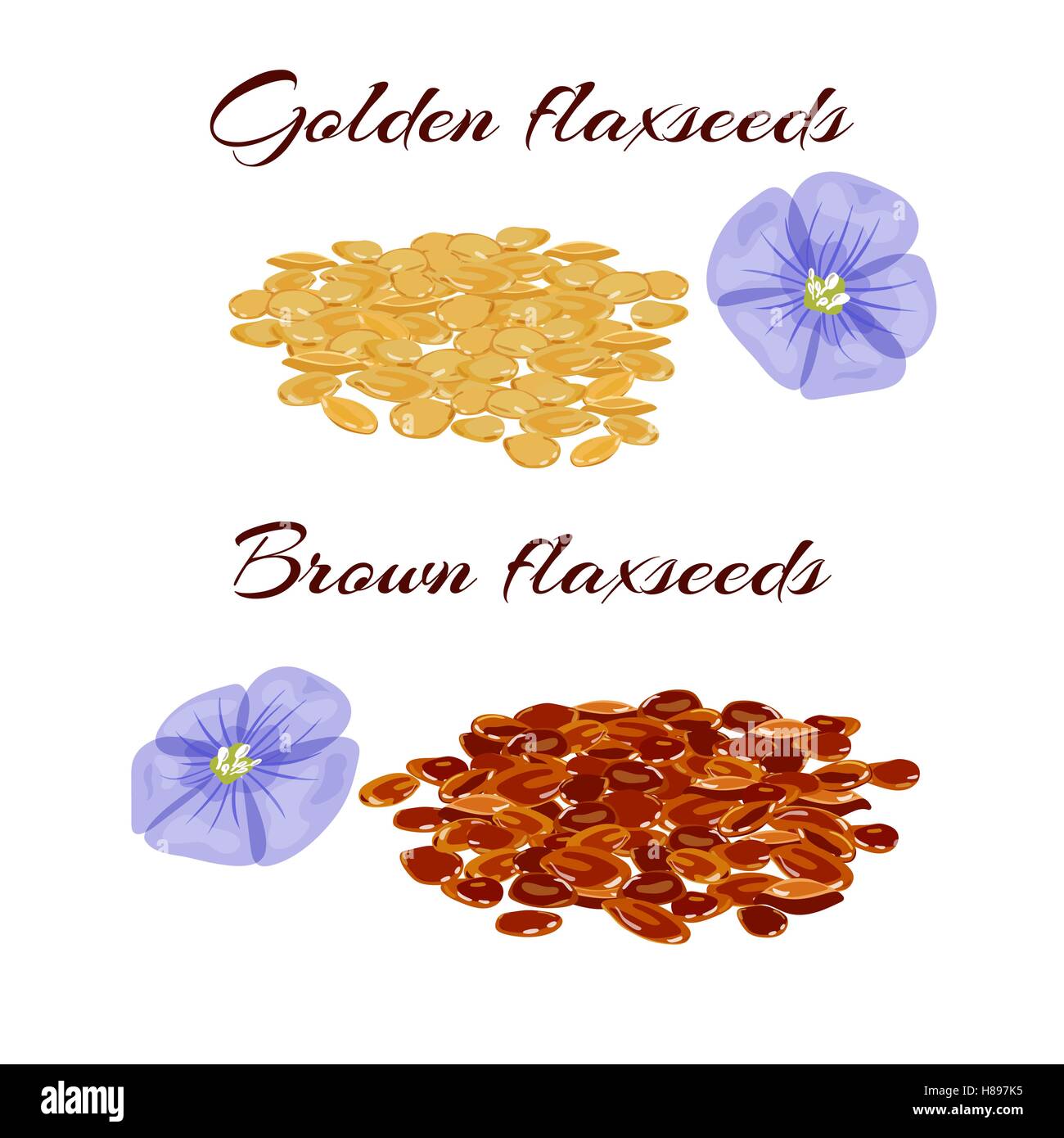 Les graines de lin brun et doré ou linseeds. Vue en gros plan. Vector illustration. Illustration de Vecteur