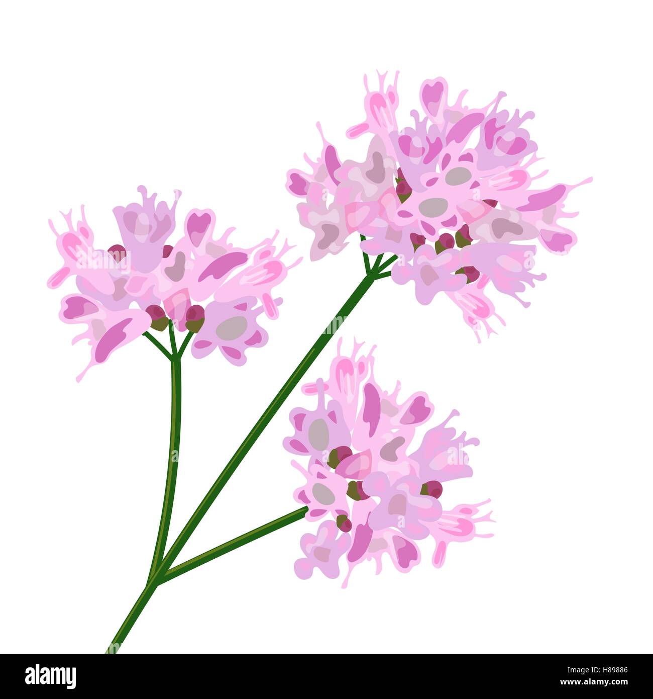 Fleurs roses. Close up. Vector illustration isolé Illustration de Vecteur