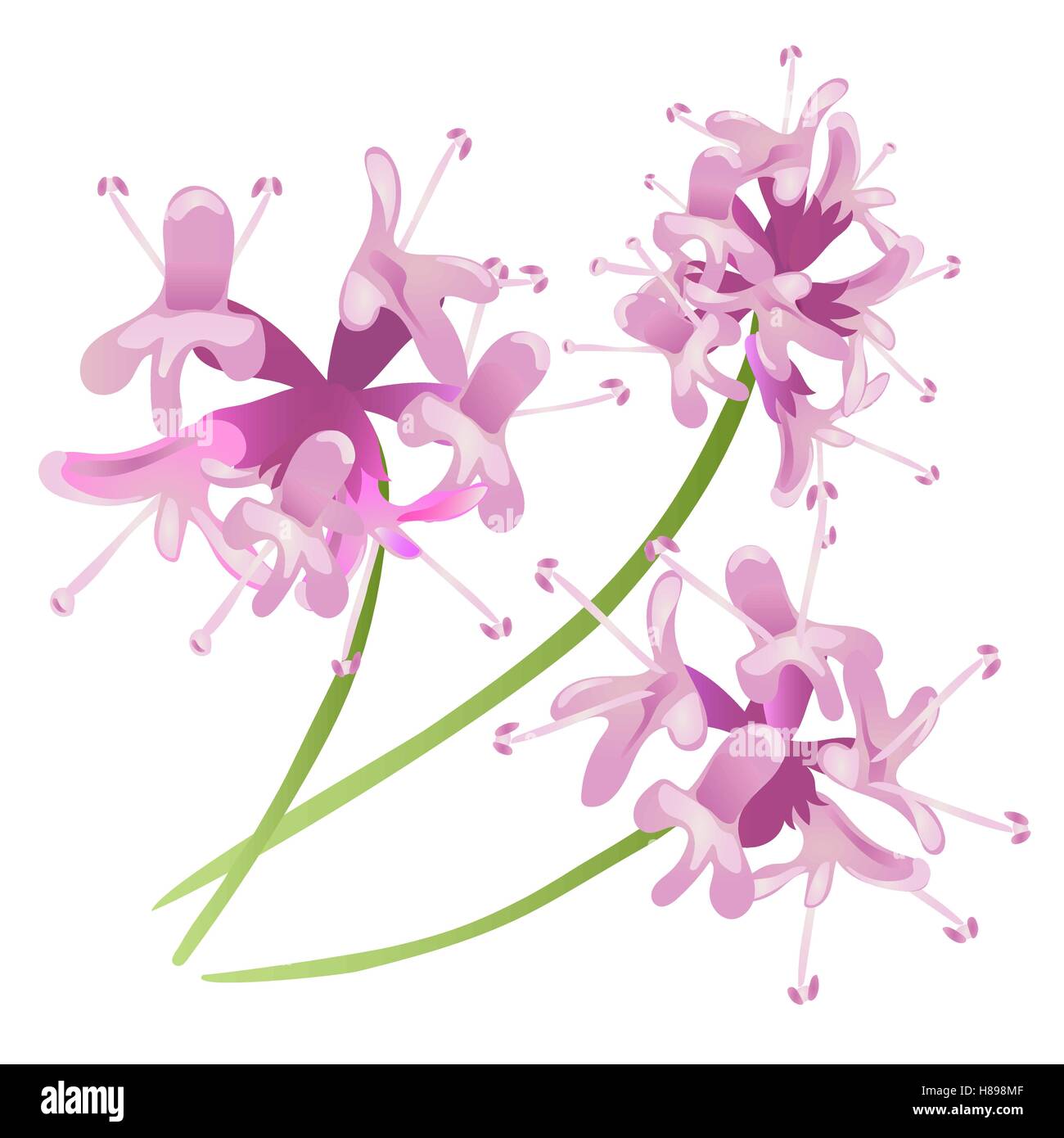 Fleurs rose isolé sur fond blanc isolé. Illustration de Vecteur