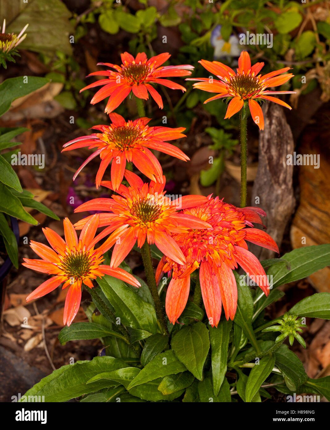 Grappe de fleurs orange vif et des feuilles vertes de l'échinacée écope Double cultivar 'Mandarin', une plante xérophile Banque D'Images