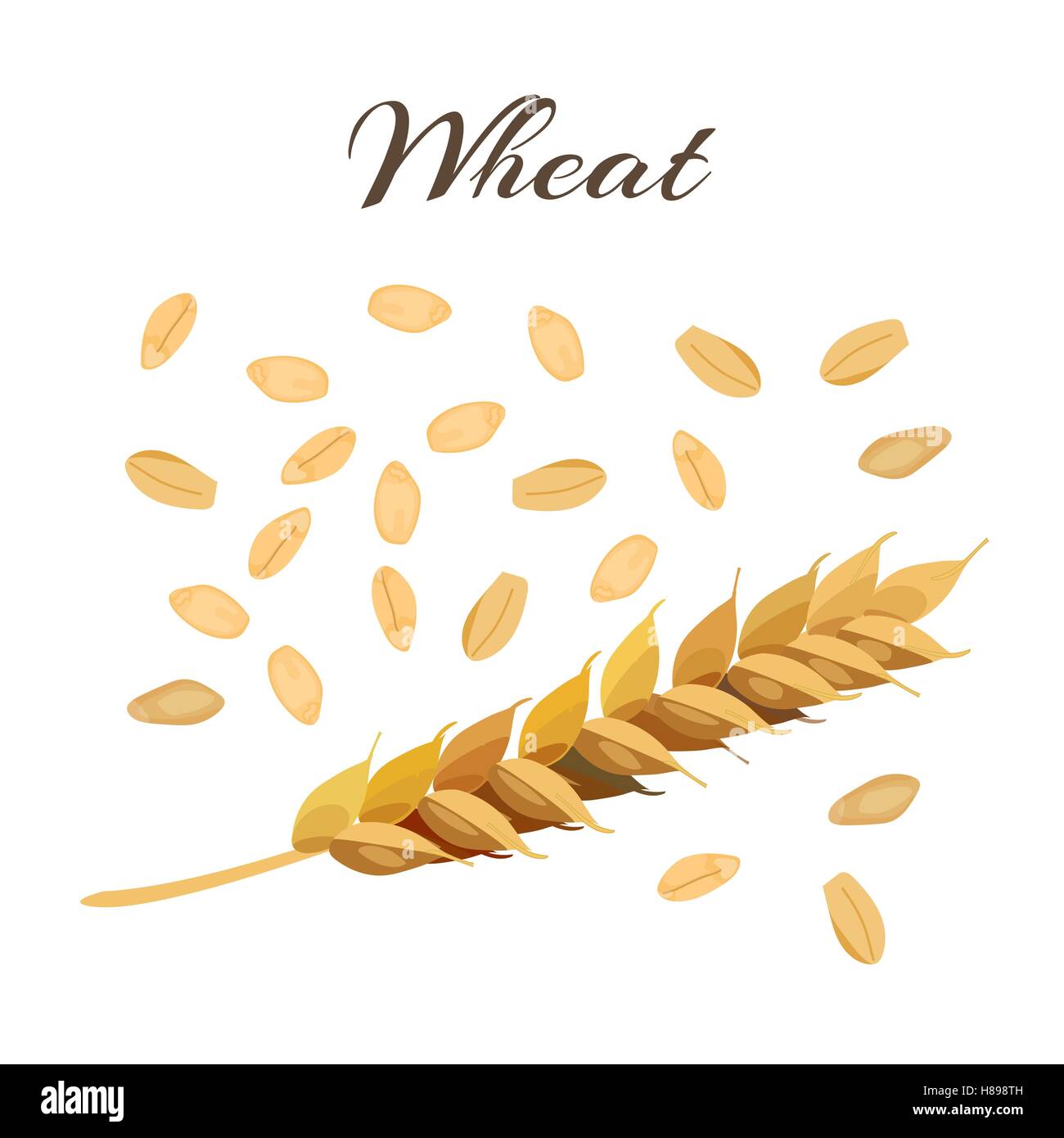 L'oreille de blé et de grains. Illustration vecteur eps 10 Illustration de Vecteur