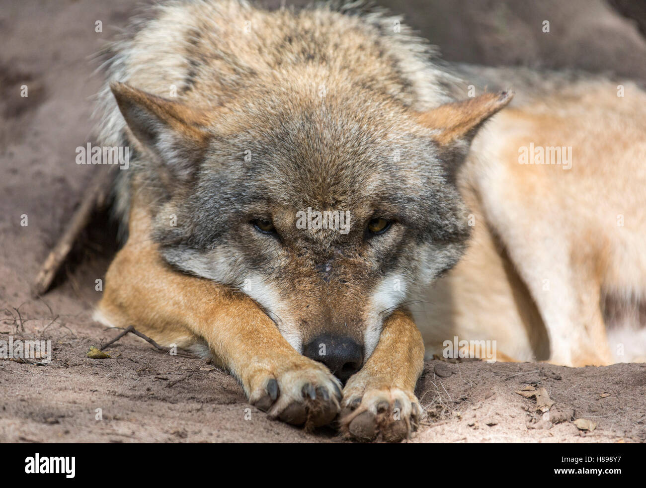 Dormir mignon wolf Banque D'Images