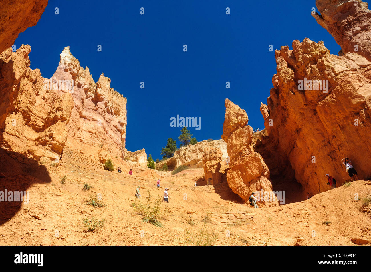 Le Parc National de Bryce Canyon Banque D'Images