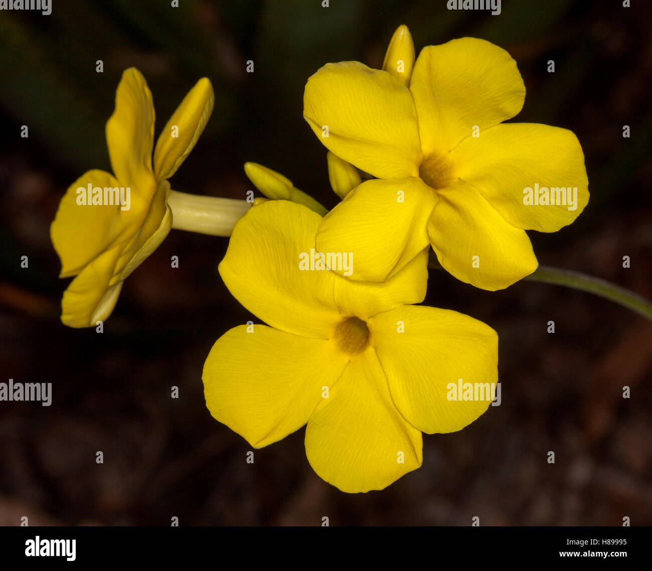Grappe de fleurs jaune or et les bourgeons de plante succulente épineuse, Pachypodium densiflorum sur un fond sombre Banque D'Images