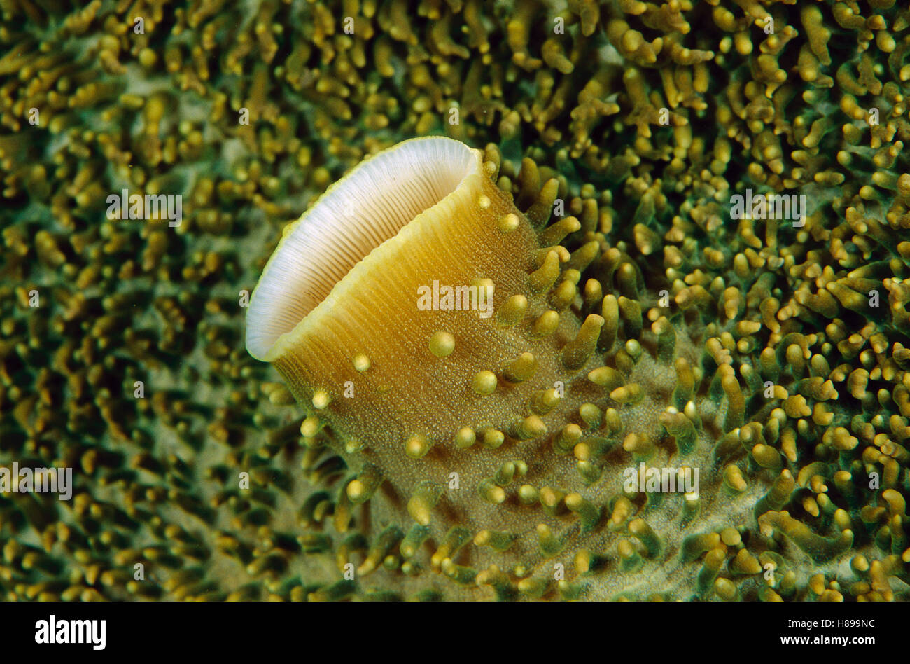 Tasse géante (Amplexidiscus fenestrafer corail champignon) Détail, Papouasie Nouvelle Guinée Banque D'Images