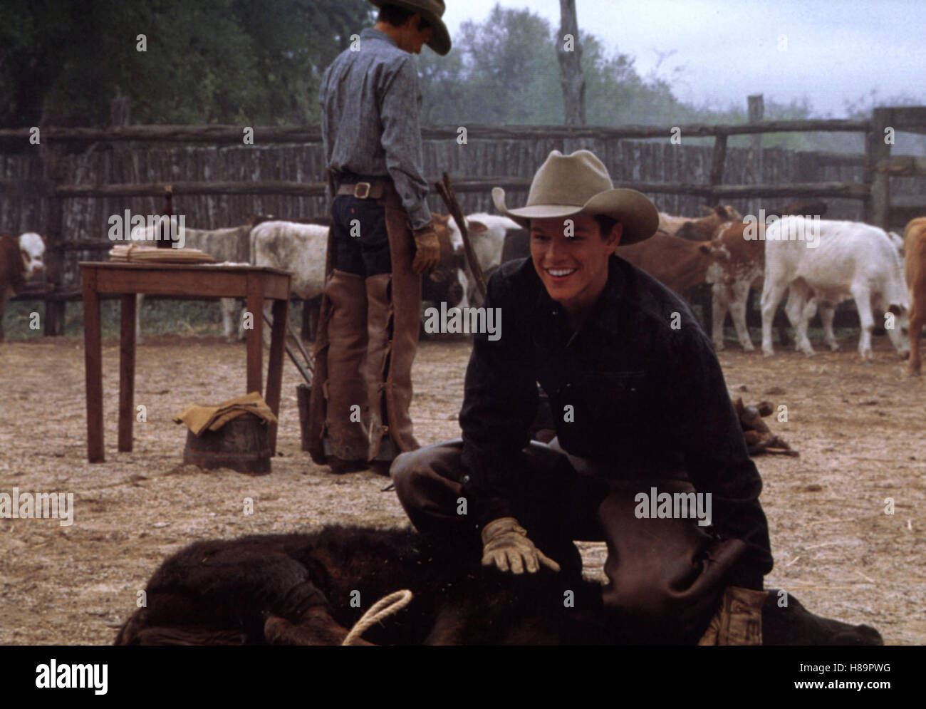 Tous les Die schönen Pferde, (tous les jolis chevaux) USA 2000, Regie : Billy Bob Thornton, Matt Damon, Ausdruck : Cowboy, Vieh, Kuh, couenne Banque D'Images
