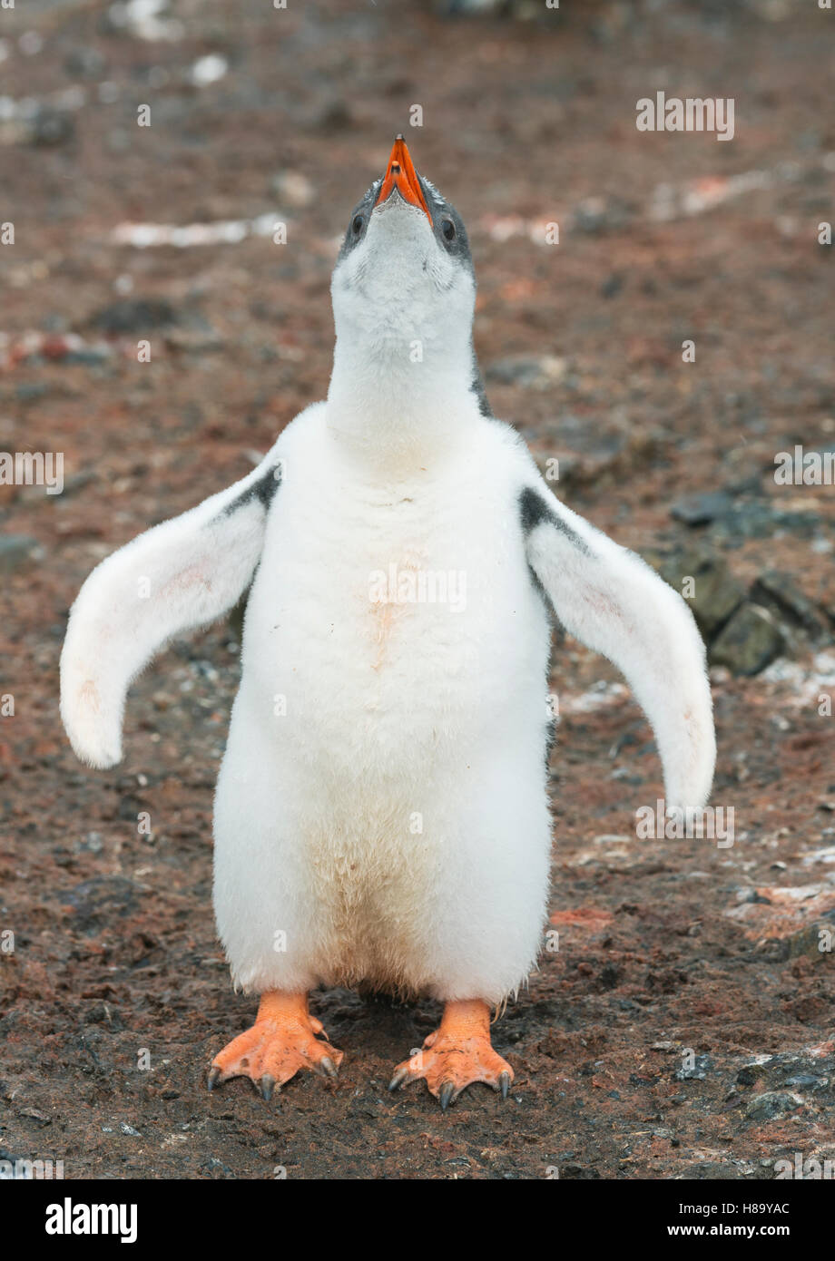 Gentoo pingouin (Pygoscelis papua) Chick exerçant des palmes, Hannah Point, péninsule Antarctique, l'Antarctique Banque D'Images