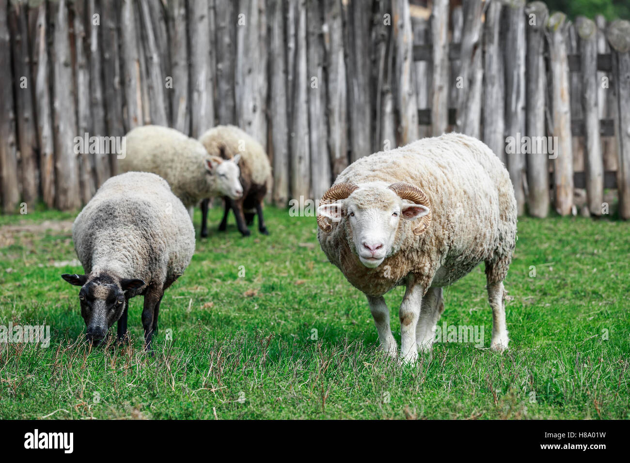 Moutons Shetland, l'Ontario, Canada. Banque D'Images