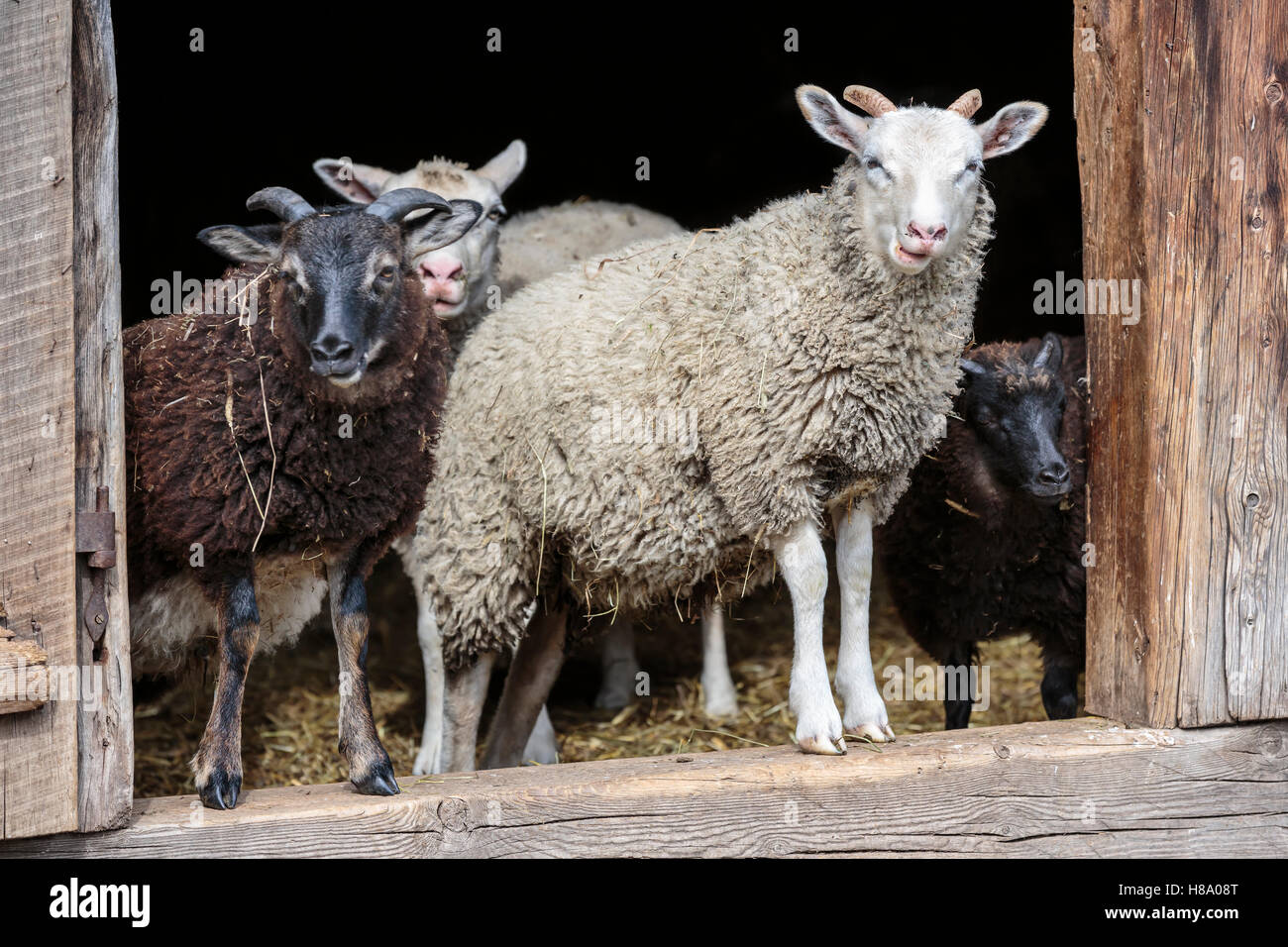 Les moutons domestiques dans une bergerie, l'Ontario, Canada. Banque D'Images