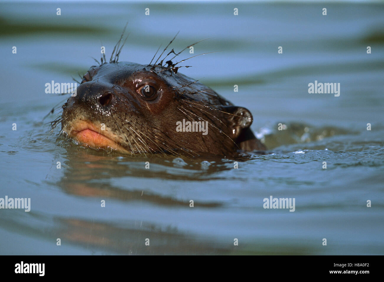La Loutre G ante Pteronura Brasiliensis Une Esp ce En Voie De la-loutre-g-ante-pteronura-brasiliensis-une-esp-ce-en-voie-de