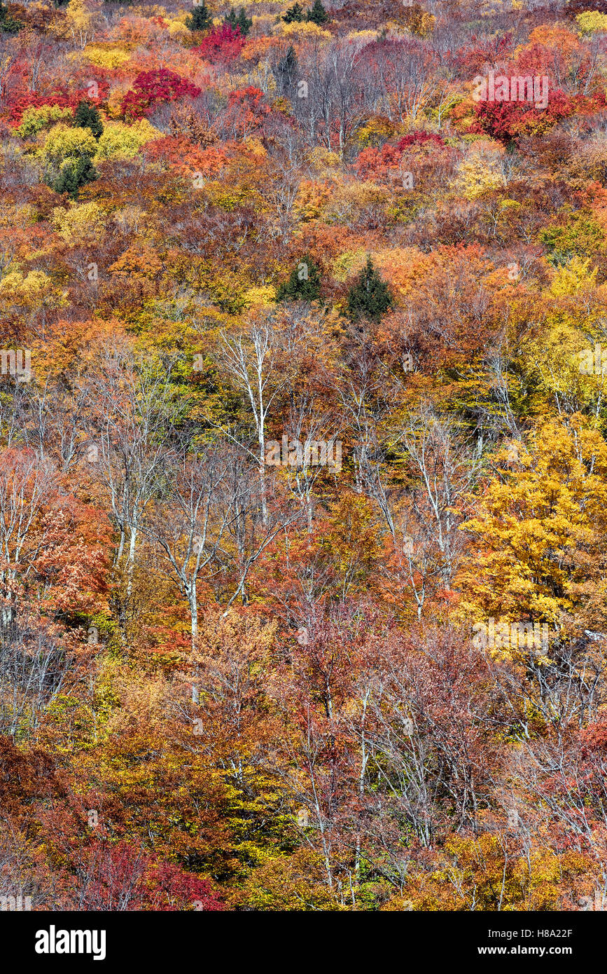 Forêt d'automne détail, White Mountains National Forest, New Hampshire, USA. Banque D'Images