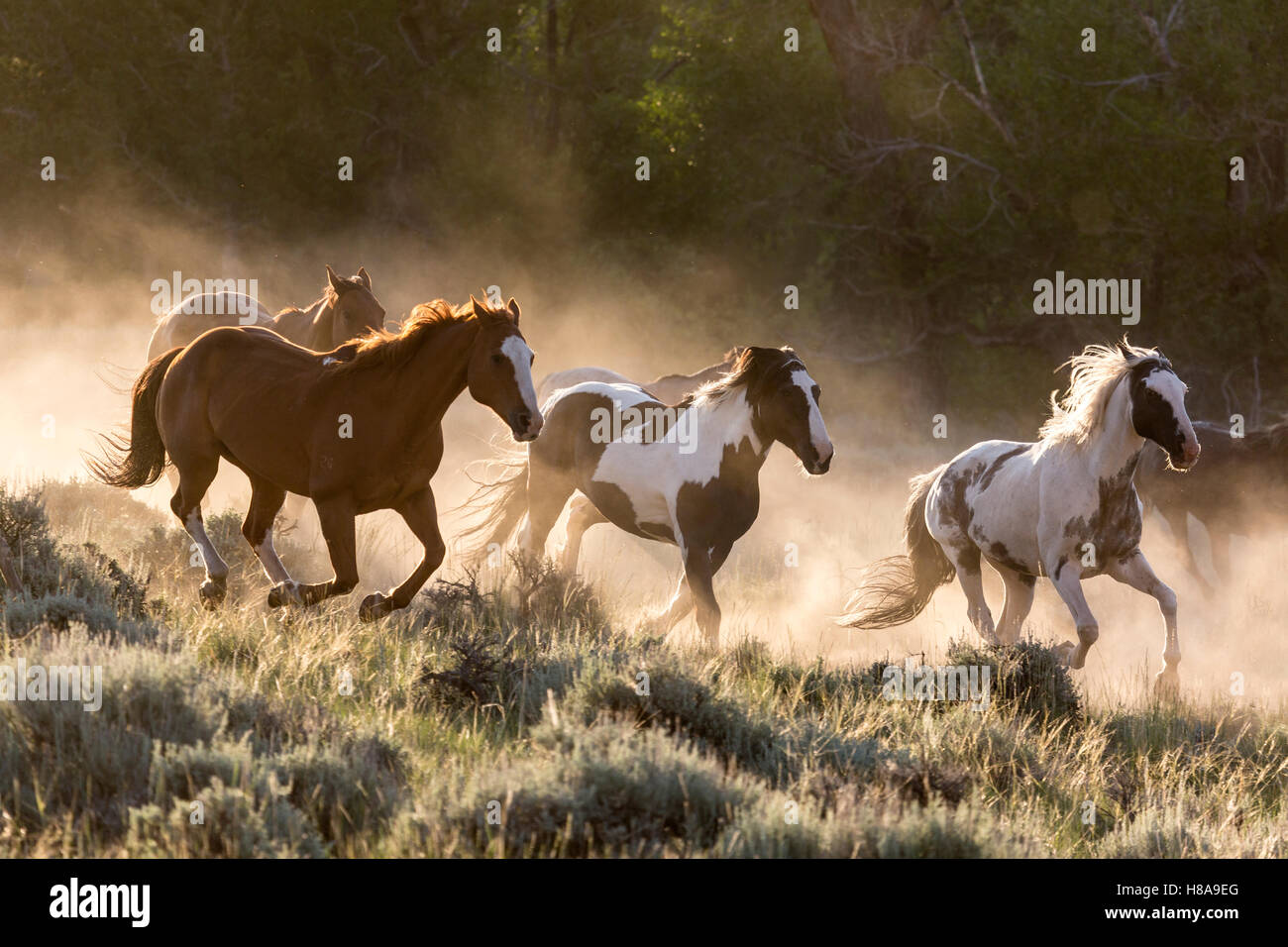 WY01159-00...WYOMING - Apporter le chevaux au CM Ranch près de Dubois. Banque D'Images
