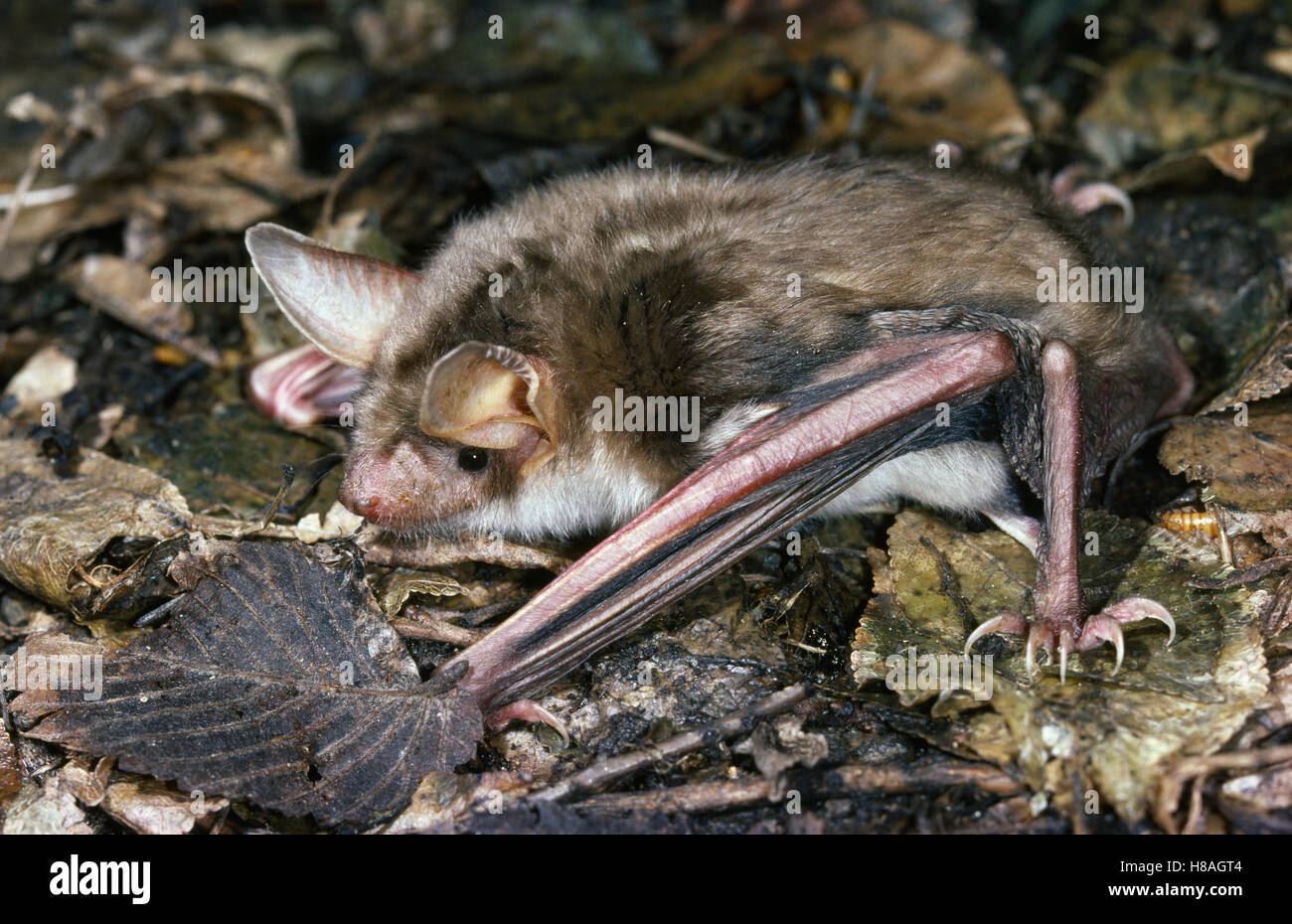 Une plus grande chauvesouris de la souris (Myotis myotis) la chasse — free download