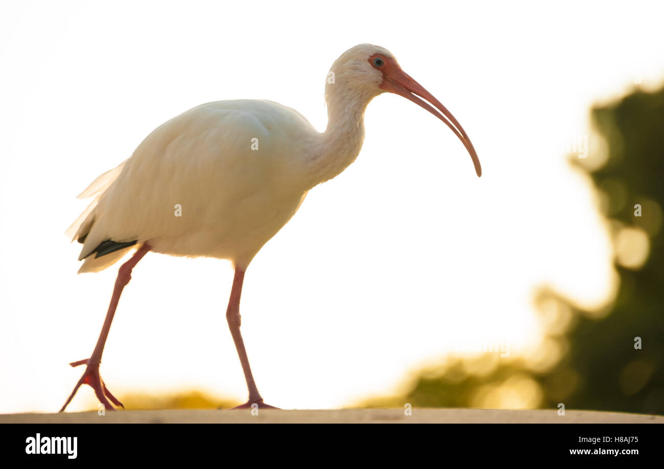 Ibis blanc américain se promener au coucher du soleil à Leesburg, en Floride. (USA) Banque D'Images