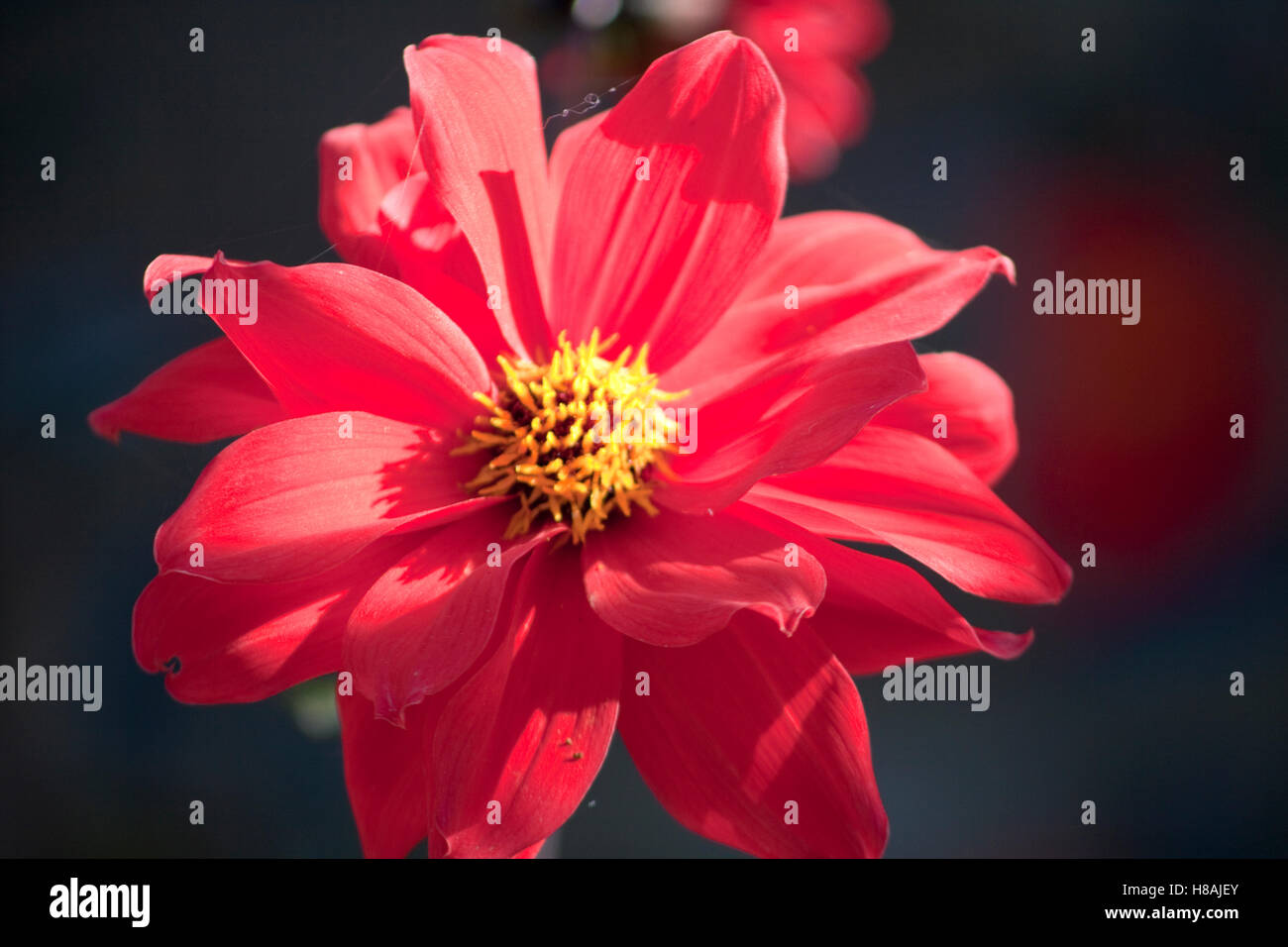 Fleur dahlia (Dahlia pinnata Cav) Banque D'Images