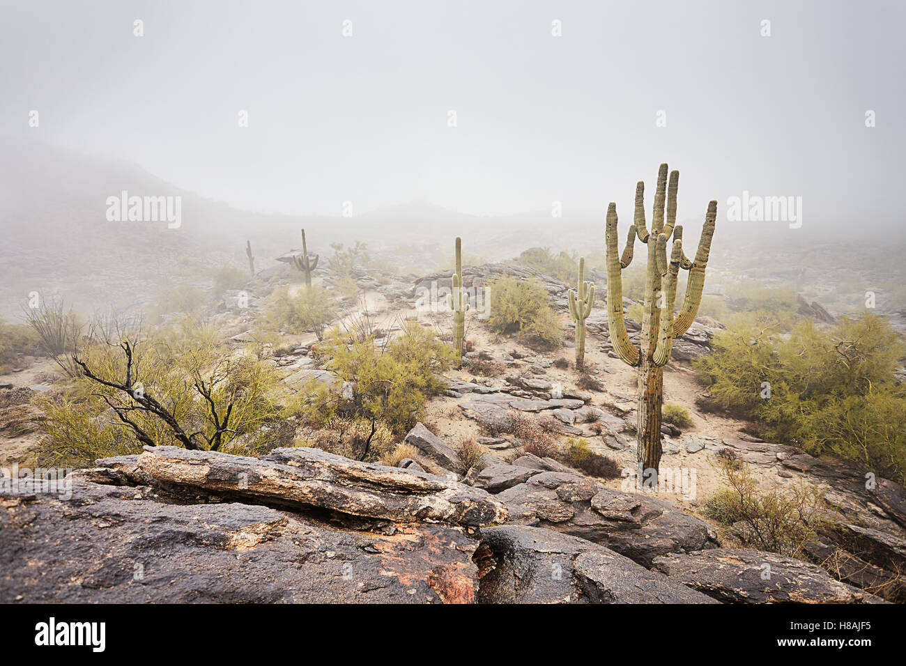 Saguaro cactus se trouve dans le brouillard Banque D'Images