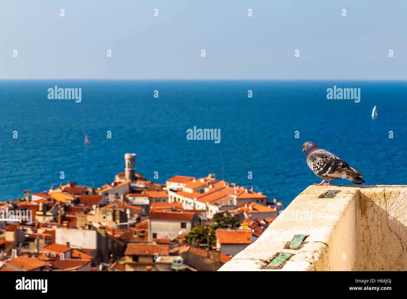 Regarder Pigeon Piran. Vieille ville de Piran - belle côte slovène Banque D'Images