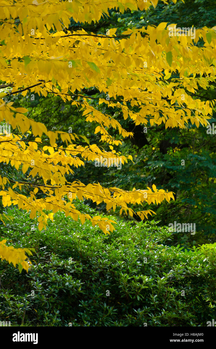 Ecosse - arbres en automne, Dawyck jardins près de Peebles. Banque D'Images