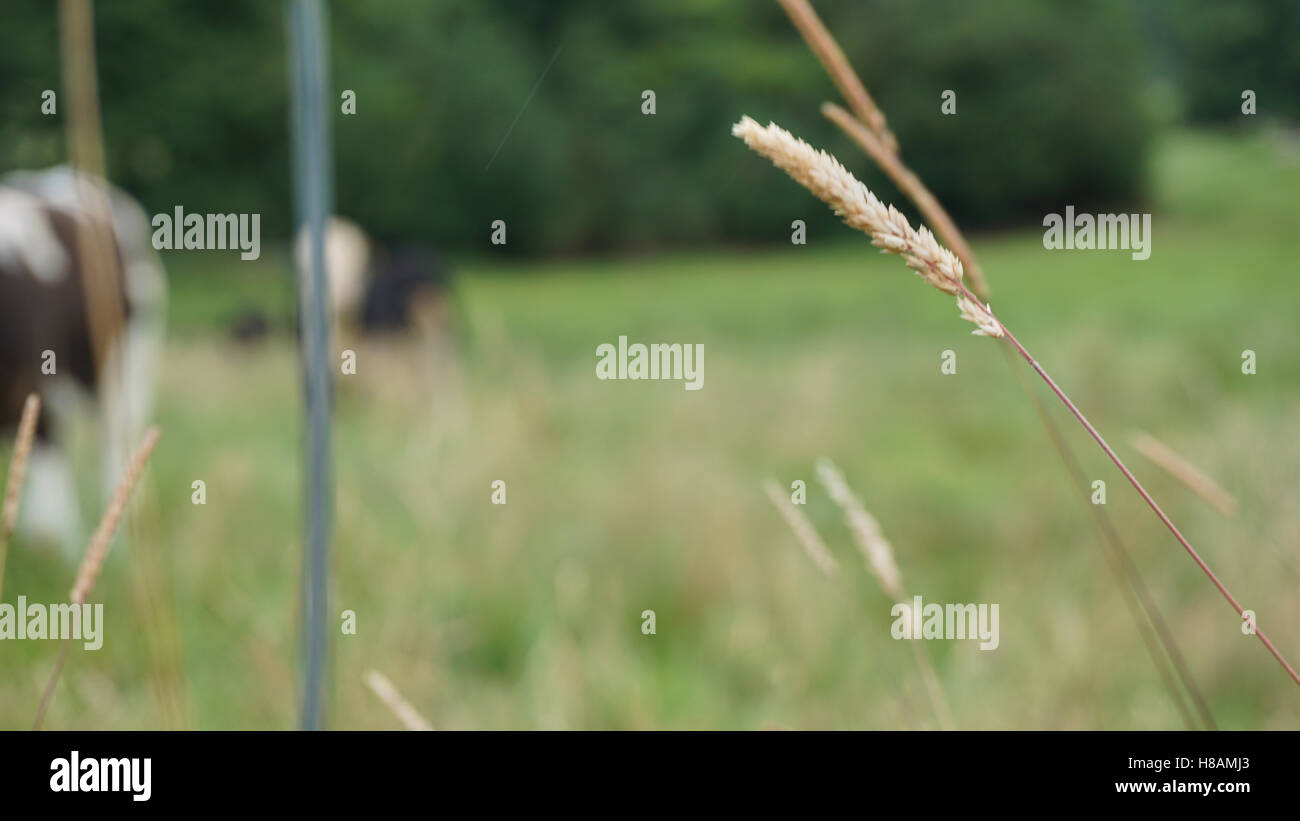 Les animaux dans les vaches et la faune des terres forestières dans le hérisson Banque D'Images