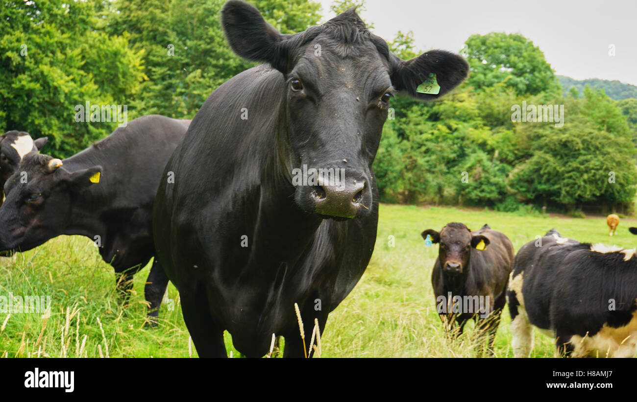 Les animaux dans les vaches et la faune des terres forestières dans le hérisson Banque D'Images