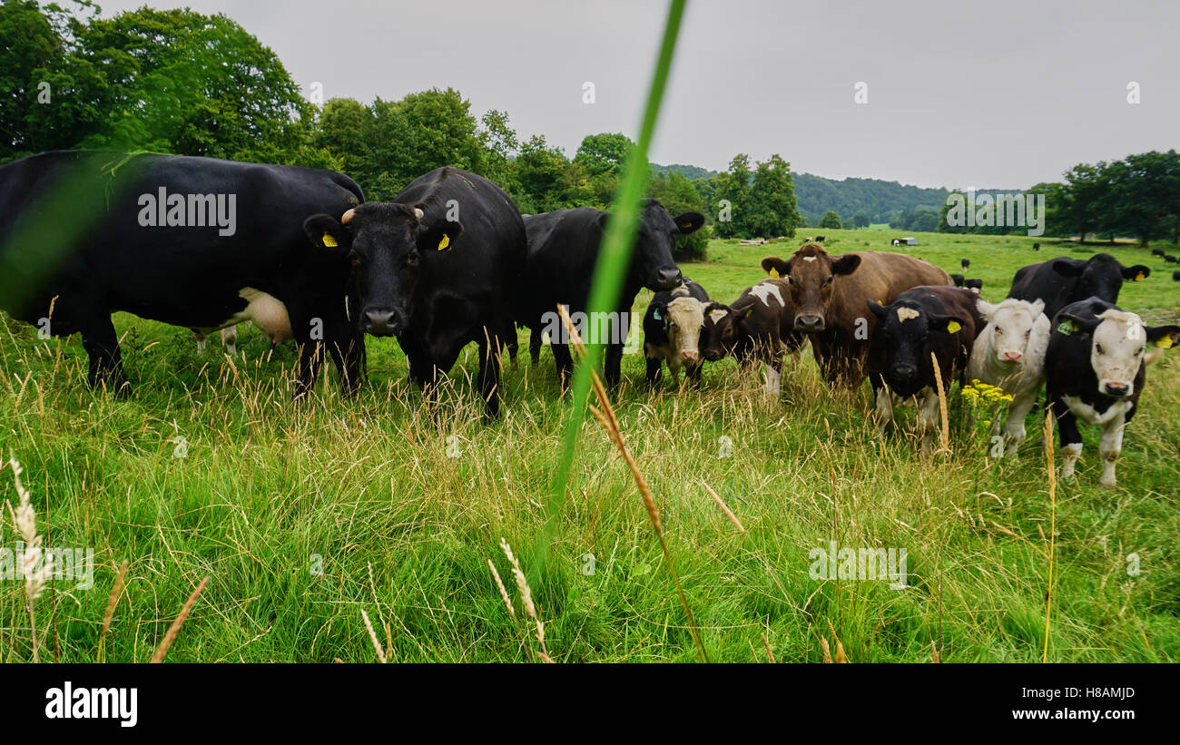 Les animaux dans les vaches et la faune des terres forestières dans le hérisson Banque D'Images
