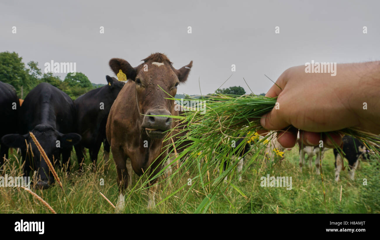 Les animaux dans les vaches et la faune des terres forestières dans le hérisson Banque D'Images