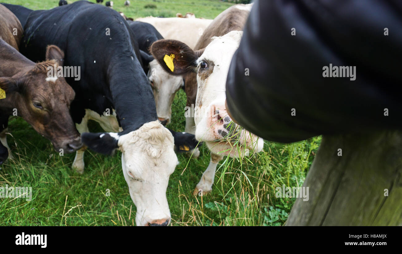 Les animaux dans les vaches et la faune des terres forestières dans le hérisson Banque D'Images